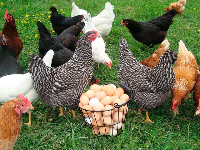 Содержание кур и уход за ними | ЗооТом - продажа, вязка и услуги для животных в Лысогорской