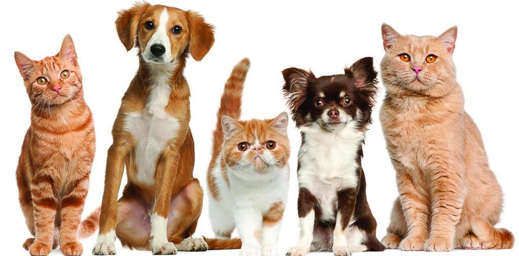 Доска объявлений о животных | ЗооТом - продажа, вязка и услуги для животных в Лысогорской