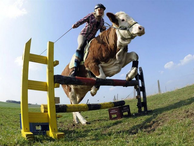 Статьи о коровах в Лысогорской | ЗооТом портал о животных