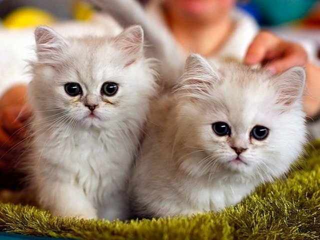 Породы кошек в Лысогорской | ЗооТом портал о животных