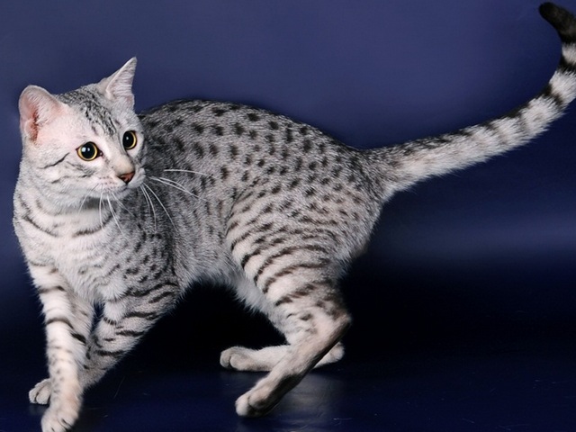 Породы кошек в Лысогорской | ЗооТом портал о животных