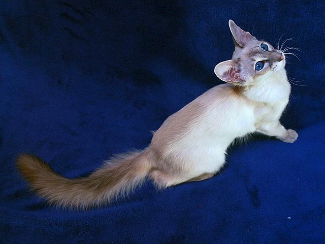 Выведенные породы кошек в Лысогорской | ЗооТом портал о животных