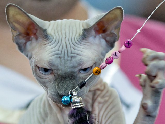 Выставки кошек в Лысогорской | ЗооТом портал о животных