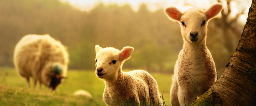 Объявления о сельскохозяйственных животных | ЗооТом - продажа, вязка и услуги для животных в Лысогорской